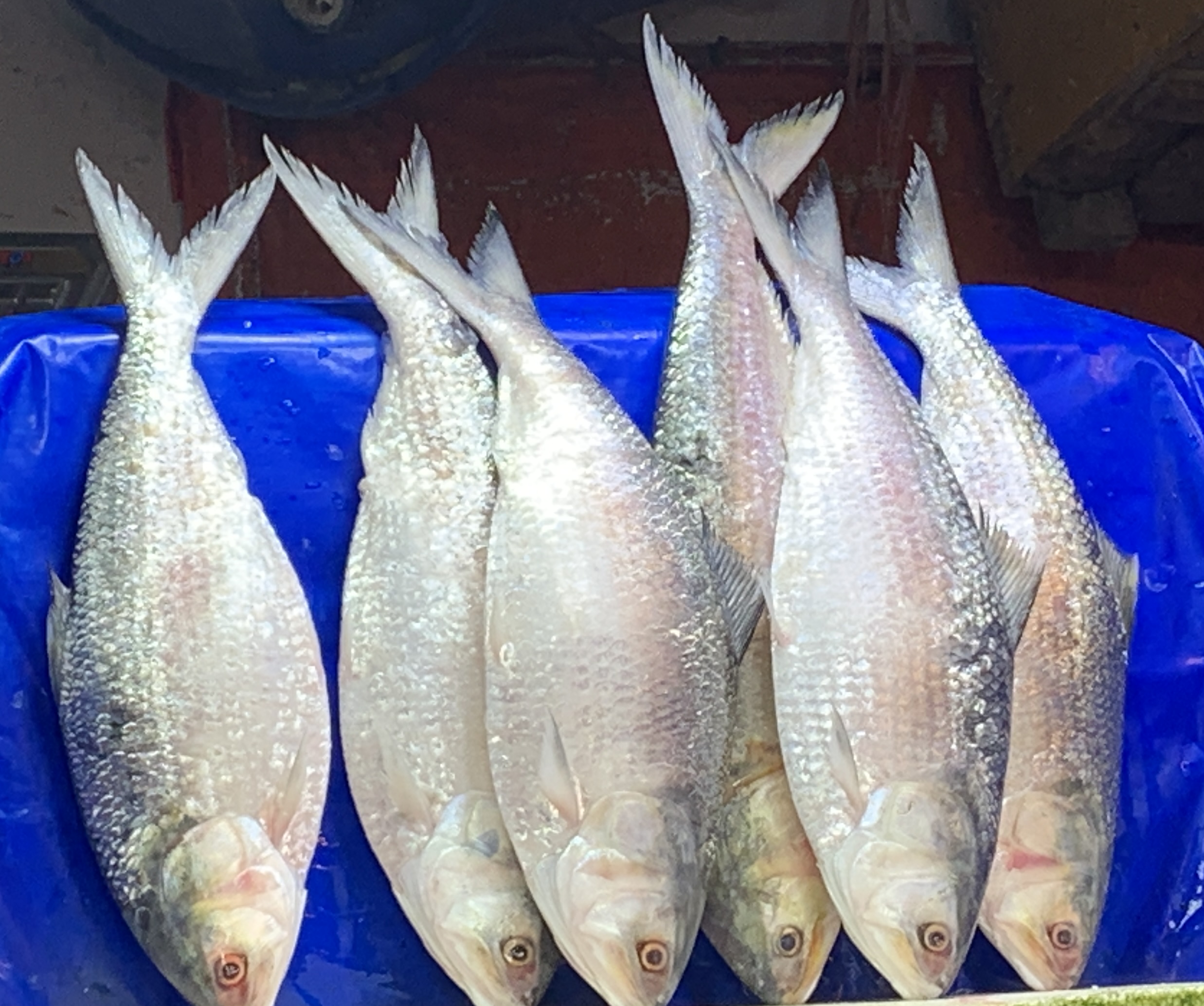 ইলিশের আকার অনুযায়ী দাম নির্ধারণের সুপারিশ