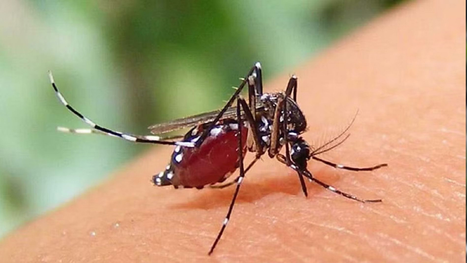 ২৪ ঘণ্টায় ডেঙ্গুতে দু’জনের মৃত্যু, হাসপাতালে ৩৯৬