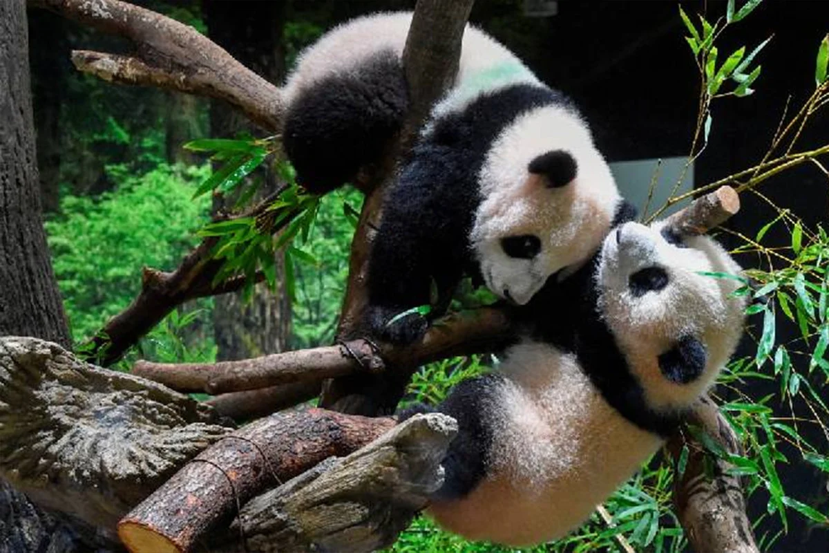 ৫৩ বছর পর পান্ডাশূন্য হচ্ছে জাপান