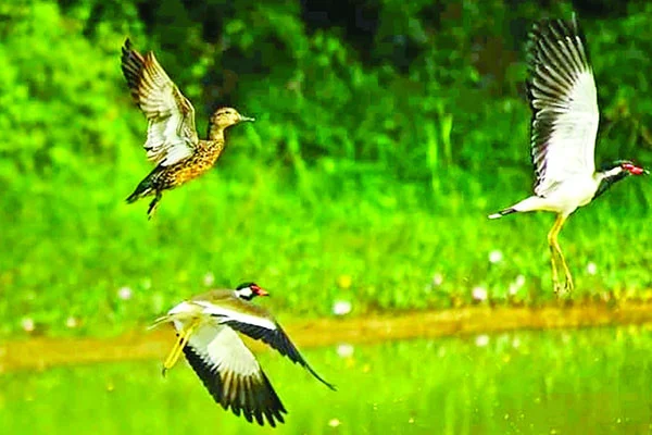 কেন আসছে না অতিথি পাখি
