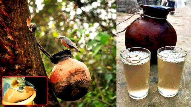 নিপাহ ভাইরাসের সংক্রমণ খেজুরের কাঁচা রস পান পরিহার করুন