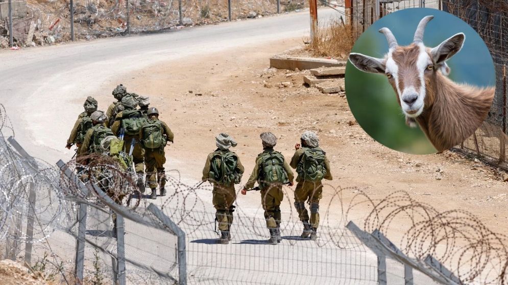 সিরিয়া থেকে ২৫০ ছাগল চুরি করে ধরা খেল ইসরাইলি সেনারা