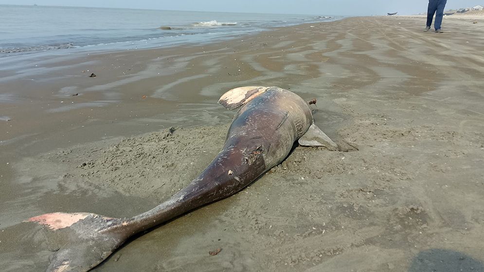 কুয়াকাটা সৈকতে ভেসে এলো মৃত ডলফিন