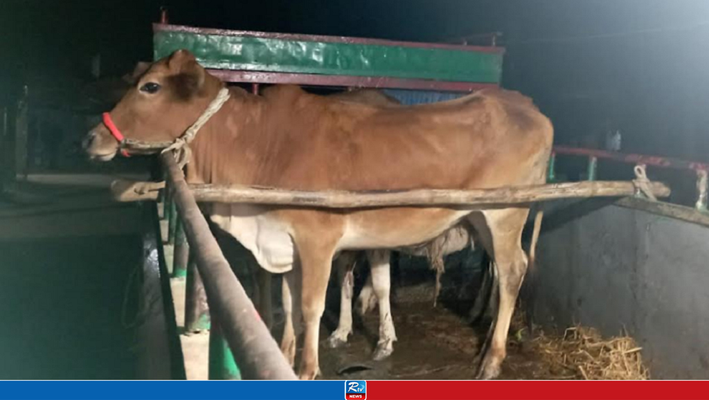 মাঠের মধ্যে গাভি ফেলে রেখে বাছুর নিয়ে গেছে চোরেরা