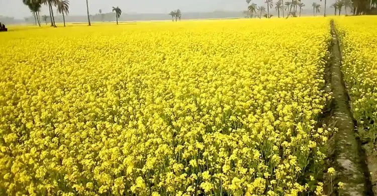 নাসিরনগরে সরিষা চাষে কৃষকদের নতুন আশার আলো লক্ষ্যমাত্রা ১১ হাজার মেট্রিক টন উৎপাদন
