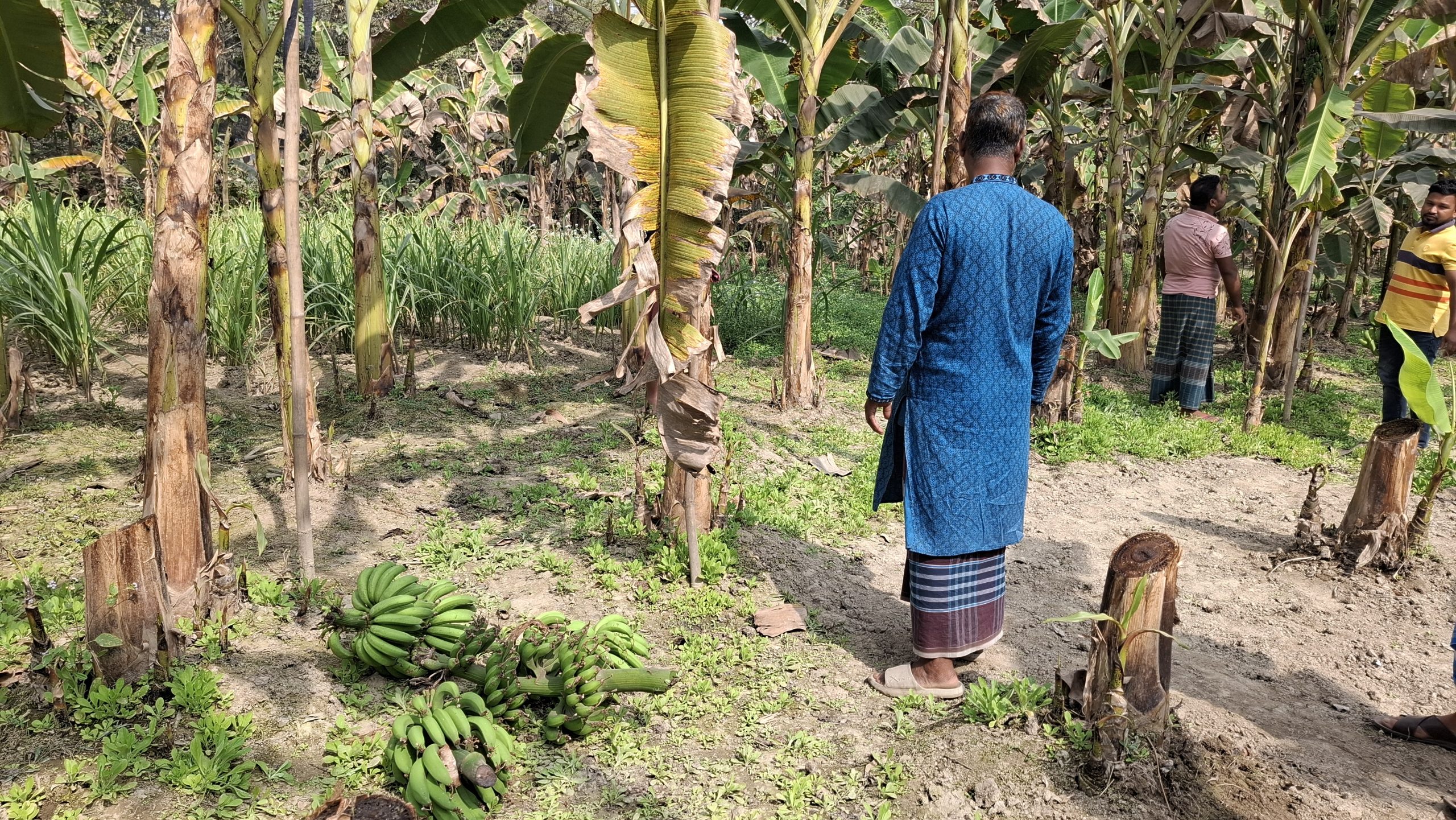 পলাশে কলার বাগান থেকে ৩ শত কলার ছড়ি দুর্বৃত্তরা কেটে ফেলল