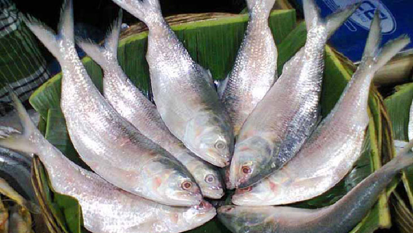 কৃত্রিম পদ্ধতিতে ইলিশ চাষের বিষয়ে যে সিদ্ধান্ত দিল সরকার