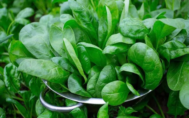 পালংশাক কাঁচা খেলে বিপদ, সঠিক উপায়ে রান্না করবেন যেভাবে