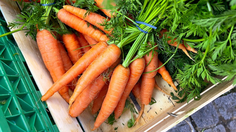 কোষ্ঠকাঠিন্য দূর ও হজমশক্তি বাড়ায় গাজর