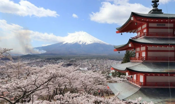 পর্যটকের চাপে জাপানের মাউন্ট ফুজি চেরি ব্লসম উৎসব বাতিল