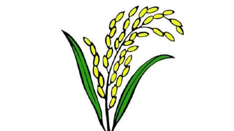 নাটোরের সব আসনে ধানের শীষের প্রার্থী বিজয়ী