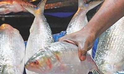 পদ্মার এক ইলিশের দাম ১০ হাজার টাকা!