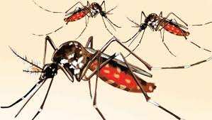 মশার উৎপাত কমাতে একসঙ্গে কাজ করবে সিটি কর্পোরেশন ও স্বাস্থ্য মন্ত্রণালয়