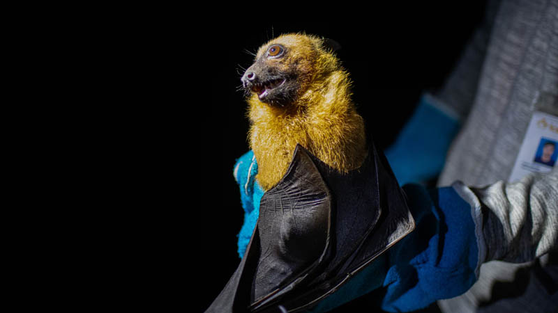 দেশে রহস্যজনক প্রাণঘাতী ভাইরাস শনাক্ত, সতর্কবার্তা